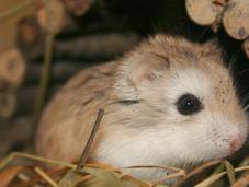 Cómo cuidar hámster