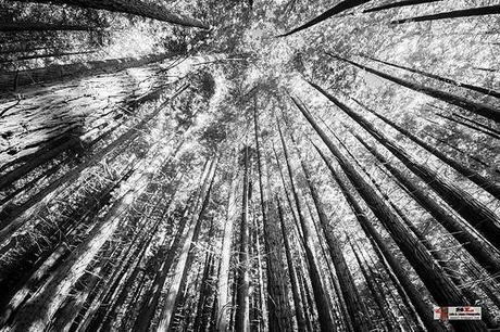 Monumento de los Secuoyas