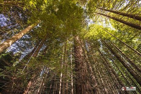Monumento de los Secuoyas