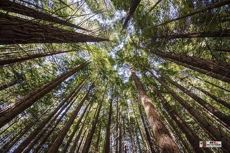 Monumento de los Secuoias