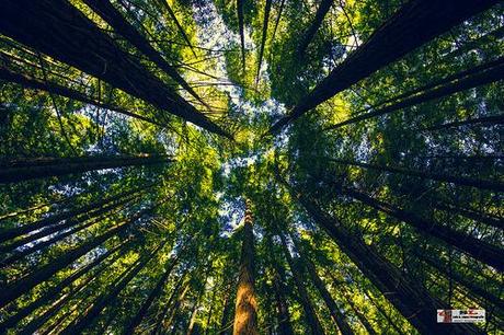 Monumento de los Secuoias