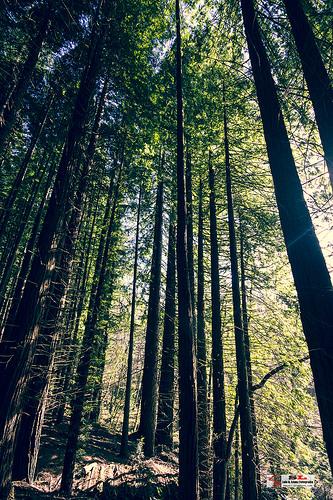 Monumento de los Secuoyas