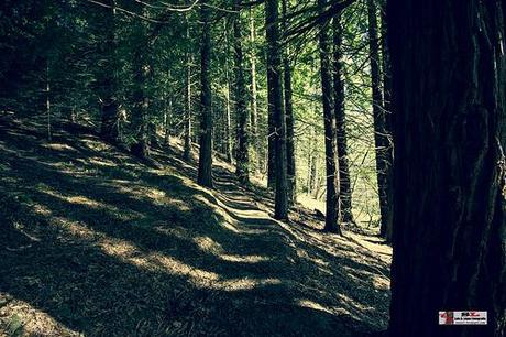 Secuoyas, Monte Cabezón