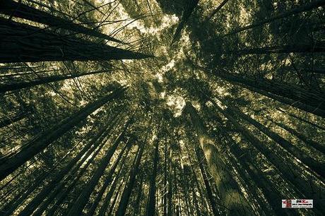 Monumento de los Secuoias