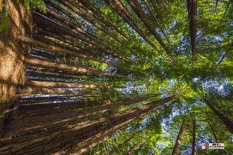 Monumento de los Secuoias