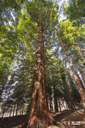 Secuoyas, Monte Cabezón