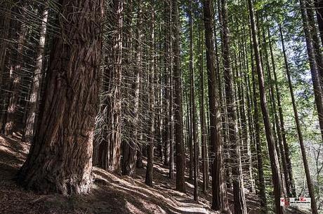 Secuoyas, Monte Cabezón