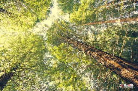 Secuoyas, Monte Cabezón