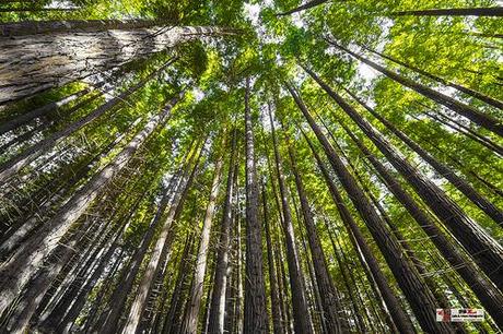 Secuoyas, Monte Cabezón