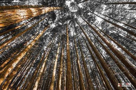 Secuoyas, Monte Cabezón