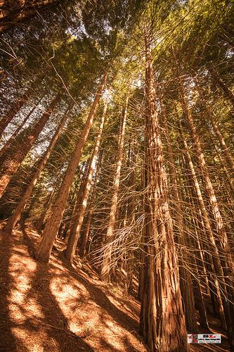 Secuoyas, Monte Cabezón