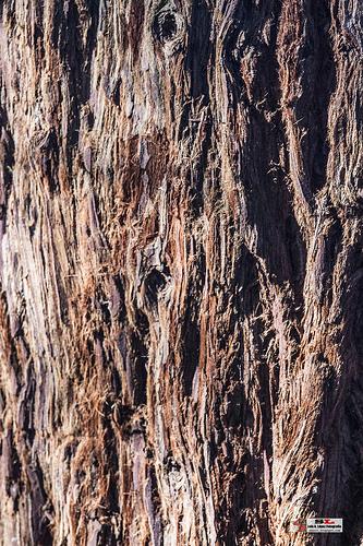 Monumento de los sequoias