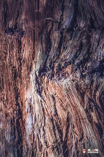 Monumento de los sequoias