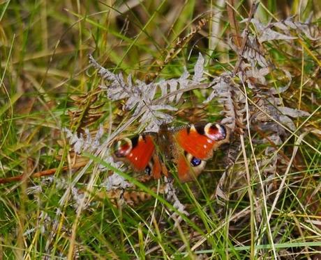 Una nota de color, mariposa pavo real