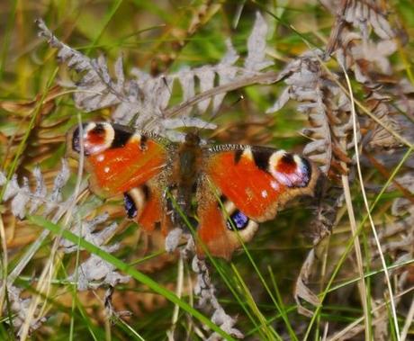 Una nota de color, mariposa pavo real