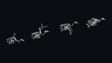 Esqueletos de una secuencia de pájaros volando