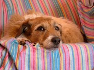 2562 1084556044288 8246904 n 300x225 Sobre lealtad y otras causas perdidas, adoptando un perro. 