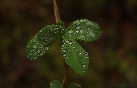 Drops by LaraFernández