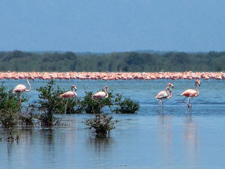Caribe Sur solicitó “Corredor Ecológico” marino al Ministerio del Ambiente