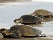 Tortugas