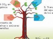 Importancia nutrientes planta