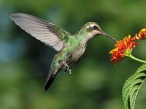 QUE ES NATURALEZA