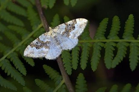 Para ampliar Xanthorhoe montanata (Denis & Schiffermüller, 1775) hacer clic