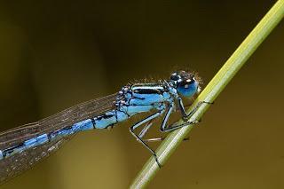 Para ampliar Coenagrion mercuriale (Caballito del diablo azul) hacer clic