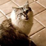 resfriado en los gatos