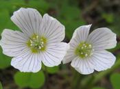 Aleluya, Acetosilla, cuchillo