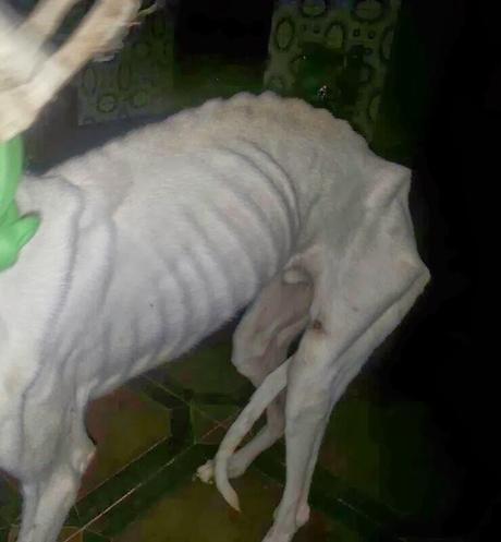 Nube, Galgo moribundo ya rescatado, necesita ayuda!!