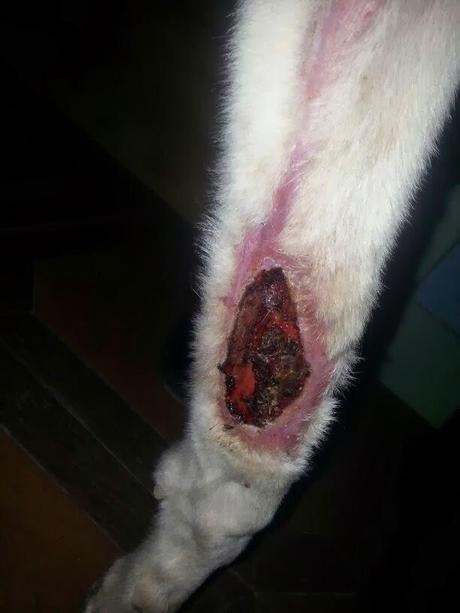 Nube, Galgo moribundo ya rescatado, necesita ayuda!!