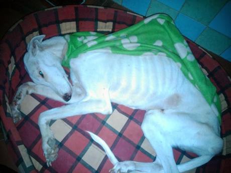 Nube, Galgo moribundo ya rescatado, necesita ayuda!!