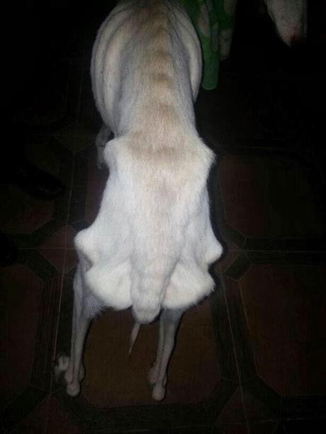Nube, Galgo moribundo ya rescatado, necesita ayuda!!