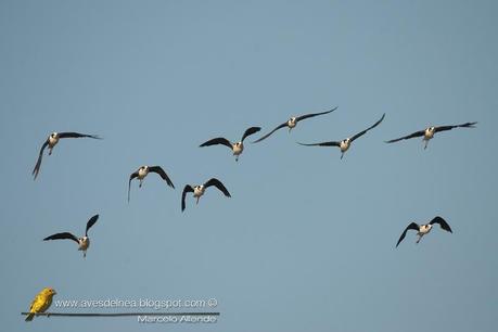 Tero real (South american Stilt ) Himantopus melanurus