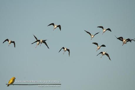 Tero real (South american Stilt ) Himantopus melanurus