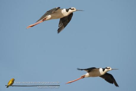 Tero real (South american Stilt ) Himantopus melanurus