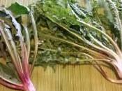 Achicoria silvestre