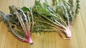 La achicoria silvestre en Italia es muy importante en la cocina.