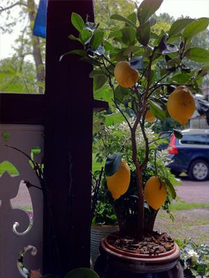 Johan Thörnqvist y sus mundos imaginarios