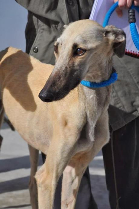 GALGOS EN ADOPCIÓN. (BADAJOZ)