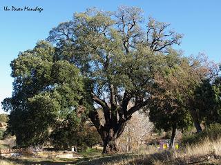 Romería de la Milagra, Navahermosa