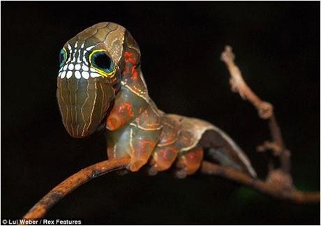 un bicho de lo más extraño