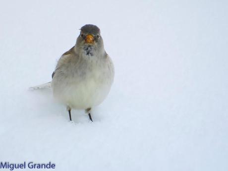Gorrión Alpino-Montifringilla nivals     (UN DIA EN ASTÚN-HUESCA)