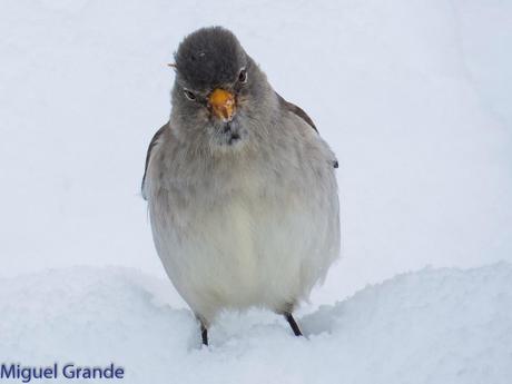 Gorrión Alpino-Montifringilla nivals     (UN DIA EN ASTÚN-HUESCA)