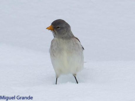Gorrión Alpino-Montifringilla nivals     (UN DIA EN ASTÚN-HUESCA)