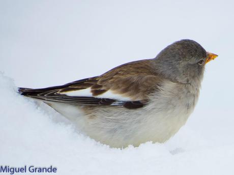 Gorrión Alpino-Montifringilla nivals     (UN DIA EN ASTÚN-HUESCA)