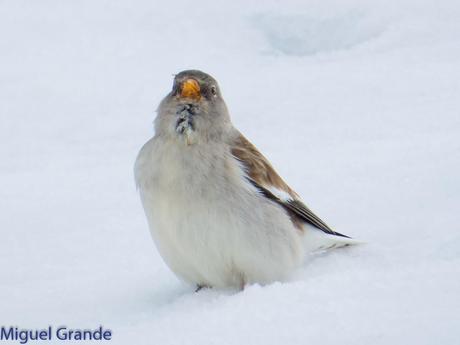 Gorrión Alpino-Montifringilla nivals     (UN DIA EN ASTÚN-HUESCA)