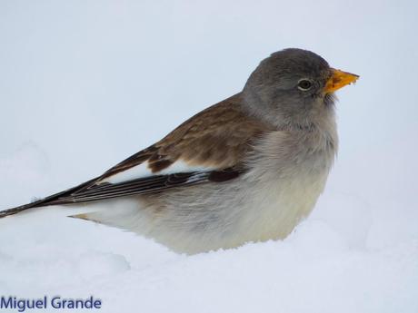 Gorrión Alpino-Montifringilla nivals     (UN DIA EN ASTÚN-HUESCA)