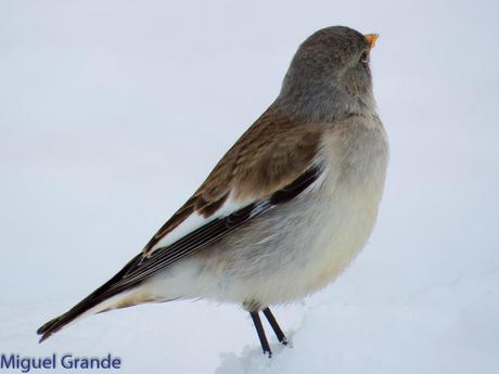 Gorrión Alpino-Montifringilla nivals     (UN DIA EN ASTÚN-HUESCA)